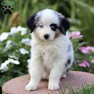 Frances, Miniature Australian Shepherd Puppy